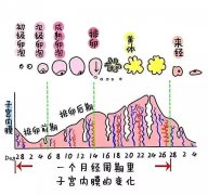 试管婴儿检查子宫内膜太薄？应该怎么调理？