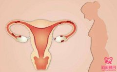 子宫内膜环境是影响试管婴儿成功率的关键