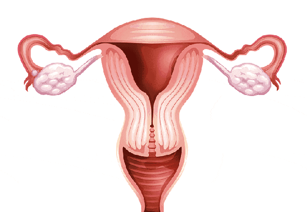 卵巢功能障碍的诊断