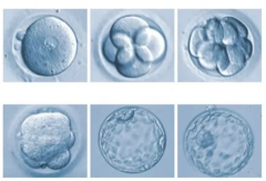 试管婴儿囊胚级别：决定成功率的关键因素