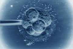 试管婴儿胚胎的分级